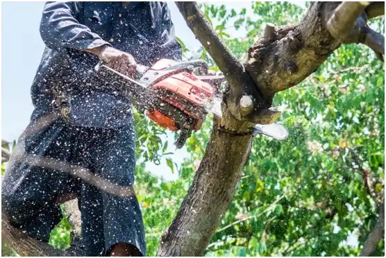 tree services Naches